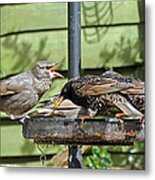 Feeding Time #1 Metal Print