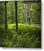 Ferns In A Vermont Woodland Forest #1 Metal Print