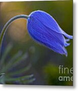 First To Bloom #2 Metal Print