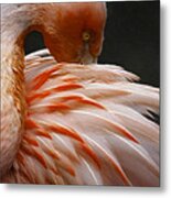 Flamingo #2 Metal Print