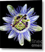 Fly's Passion Metal Print