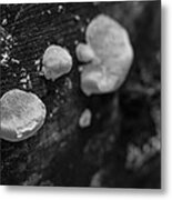 Forest Life #1 Metal Print