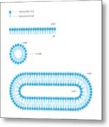 Formation Of Biological Membranes #1 Metal Print