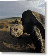 Galapagos Giant Tortoises On Alcedo #1 Metal Print