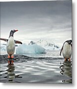 Gentoo Penguins, Cuverville Island #1 Metal Print