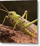 Giant Grasshopper #1 Metal Print
