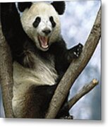 Giant Panda  Wolong Valley China #1 Metal Print