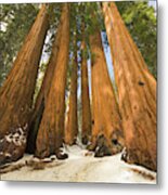 Giant Sequoias After First Snow Metal Print