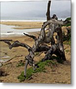 Gnarley Tree #1 Metal Print