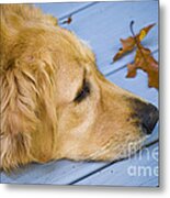 Golden Retriever #1 Metal Print