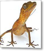 Goldenscale Anole Suriname #1 Metal Print