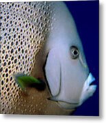 Gray Angelfish Pomacanthus Arcuatus #1 Metal Print