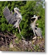 Great Blue Herons #1 Metal Print