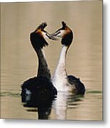 Great Crested Grebes Courting #2 Metal Print
