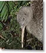 Great Spotted Kiwi Male In Rainforest #1 Metal Print