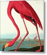 Greater Flamingo #1 Metal Print