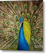 Green Beautiful Peacock #1 Metal Print