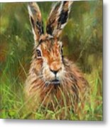 Hare #1 Metal Print