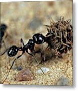 Harvester Ant #1 Metal Print