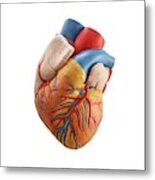Heart Anatomy Model #1 Metal Print