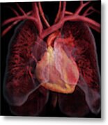 Heart And Pulmonary Circulatory System #1 Metal Print