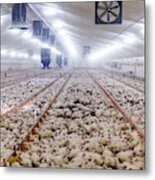 Hens Feeding From Plastic Containers #1 Metal Print