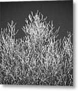 Hoarfrost Ice Storm Great Smoky Mountains Bw #2 Metal Print