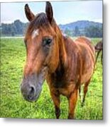 Horses In A Field #1 Metal Print