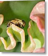 Hoverfly #1 Metal Print