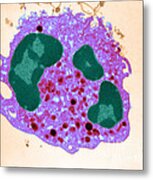 Human Neutrophil, Tem #1 Metal Print