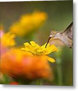 Hummer On Zinnia #1 Metal Print