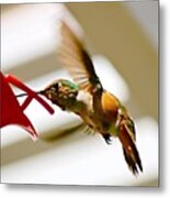 #hummingbird #bird #nature #1 Metal Print