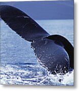Humpback Whale Tail Lobs Maui Hawaii #1 Metal Print