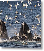 Humpback Whales Feeding With Gulls #1 Metal Print