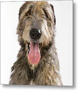 Irish Wolfhound #1 Metal Print