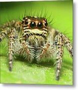 Jumping Spider #1 Metal Print