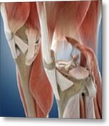 Knee Anatomy #1 Metal Print