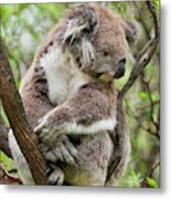 Koala (phascolarctos Cinereus #1 Metal Print