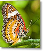 Lacewing Butterfly  #1 Metal Print