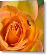 Lady Bug Rose #1 Metal Print