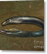 Lamprey Eel, Illustration #2 Metal Print