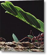 Leafcutter Ants Carrying Leaves Barro #1 Metal Print