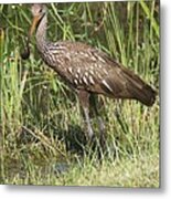 Limpkin In The Glades Metal Print