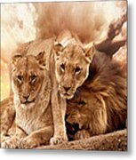 Lions #1 Metal Print