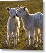 Little Gossips #1 Metal Print