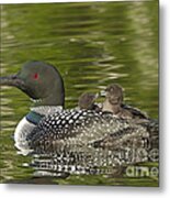 Loon Parent With Two Chicks #1 Metal Print