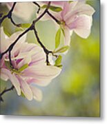 Magnolia Flowers Metal Print