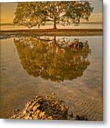 Mangrove Tree #1 Metal Print