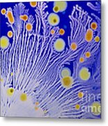 Marine Actinomycetes #1 Metal Print