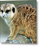 Meerkat Suricata Suricatta #1 Metal Print